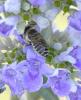 237889 – Photo : Bernard Ginesy – France (13)